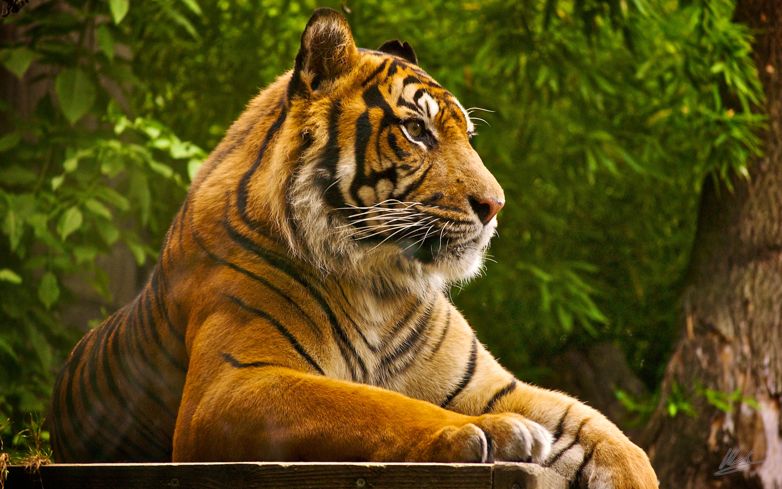 Sumatran Tiger9363614647 - Sumatran Tiger - Tiger, Sumatran